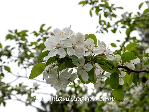 Gorgeous Ornamental Crabapple